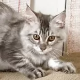 メインクーン【栃木県・女の子・2025年5月3日・ブルータビー】の写真6