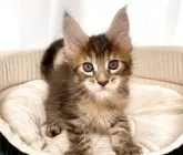 メインクーン【栃木県・女の子・2025年10月29日・ブラウンマッカレルタビー】の写真3