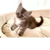 メインクーン【栃木県・女の子・2025年11月6日・ブルーシルバータビー&ホワイト】の写真3