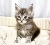 メインクーン【栃木県・男の子・2025年11月4日・シルバータビー】の写真5