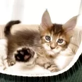 メインクーン【栃木県・女の子・2025年10月29日・ブラウンマッカレルタビー】の写真5