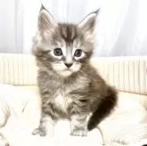 メインクーン【栃木県・男の子・2025年11月4日・シルバータビー】の写真3