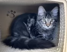 メインクーン【栃木県・男の子・2024年8月13日・ブラウンクラシックタビー】の写真6「性格が良く 抱っこするとゴロゴロ～と喉をならします💖」