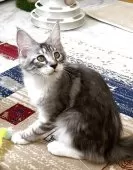 メインクーン【栃木県・女の子・2025年3月1日・シルバータビー&ホワイト】の写真8「このまま美にゃんちゃんに育ってくれるかな💖」