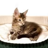 メインクーン【栃木県・女の子・2025年10月29日・ブラウンマッカレルタビー】の写真8