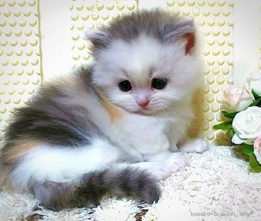 ID：2005-00119の子猫