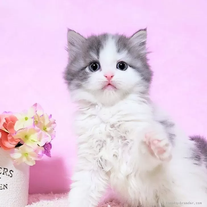 ID:2412-00107の子猫