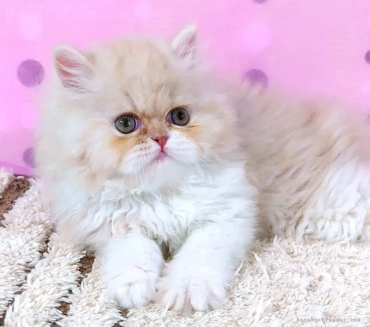 ID:2112-00405の子猫