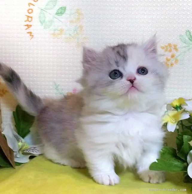 ID:1812-01205の子猫