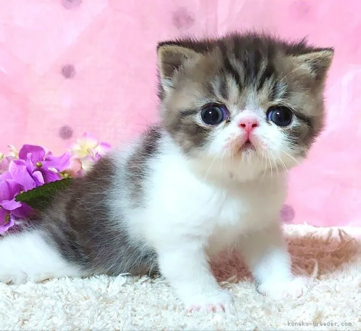 ID:2107-00859の子猫