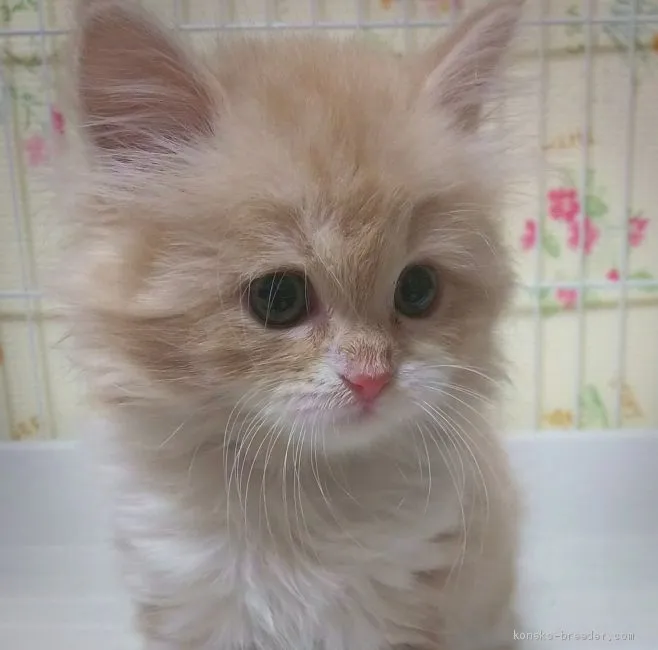 ID:1911-00364の子猫