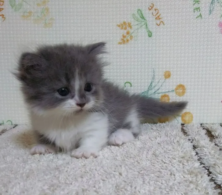 ID：1706-01140の子猫