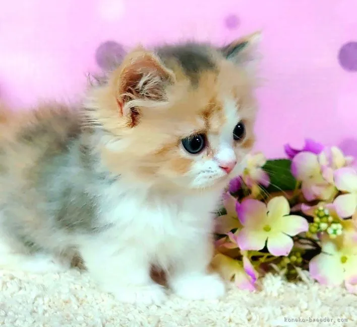 ID:2108-00122の子猫