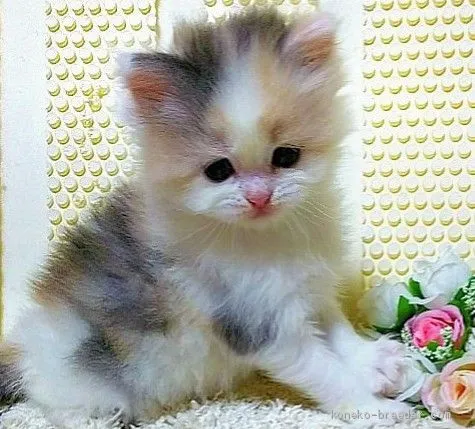 ID：2005-00121の子猫