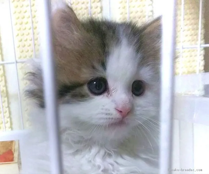 ID：1911-00363の子猫