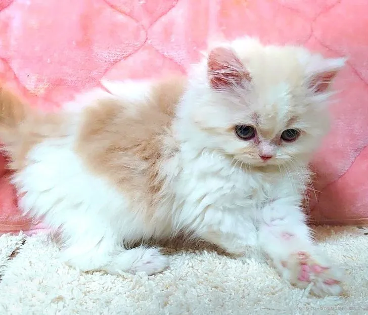 ID：2104-00566の子猫