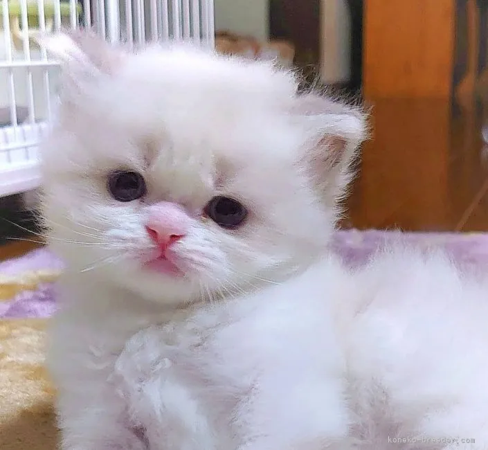ID:2106-00661の子猫