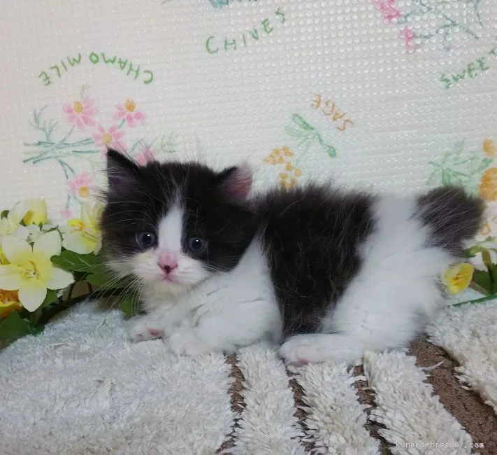 ID:1805-01289の子猫