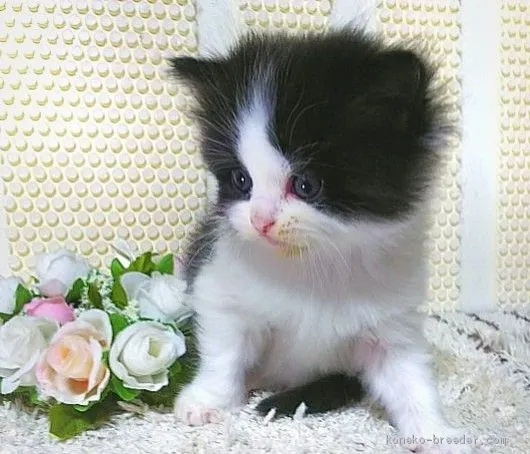 ID：2005-00129の子猫