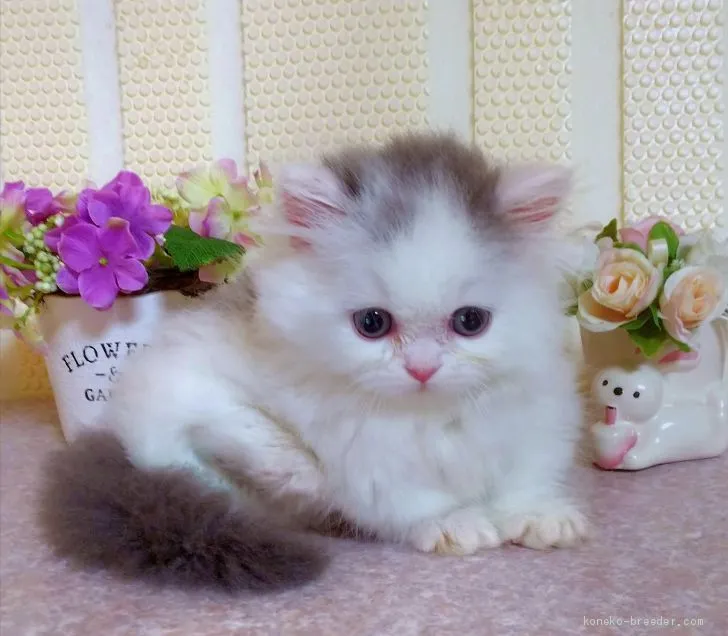 ID：1908-01227の子猫