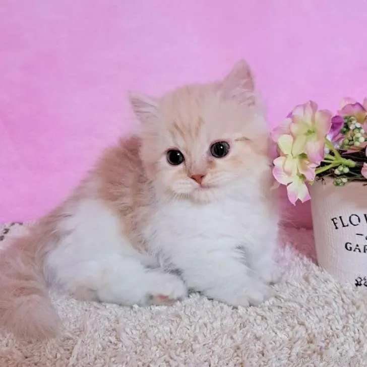 ID:2206-02900の子猫