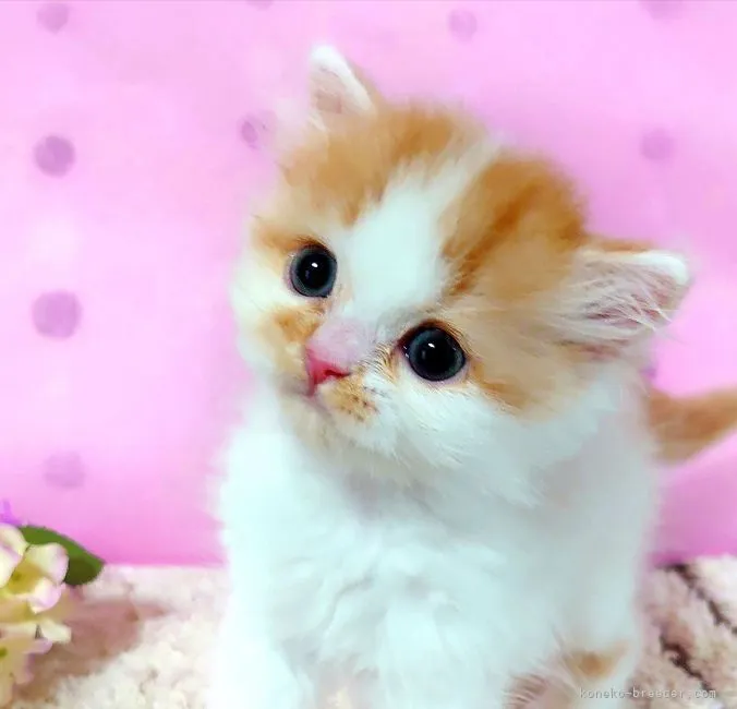 ID:2108-01079の子猫