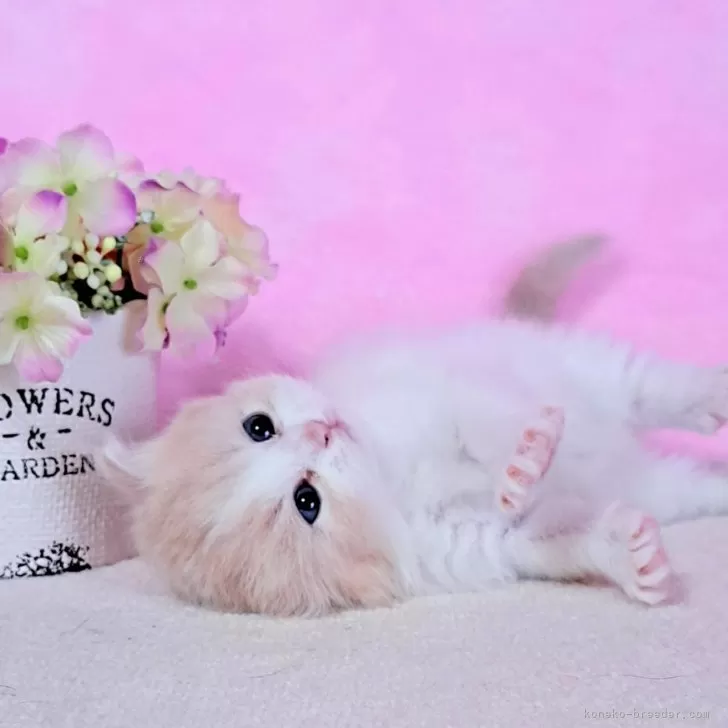ID：2406-01000の子猫