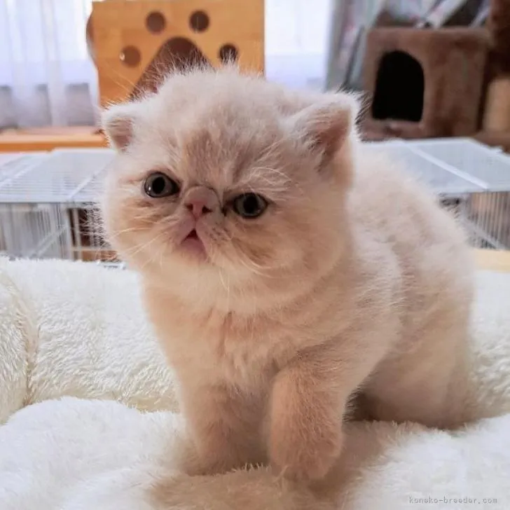 ID:2210-00132の子猫