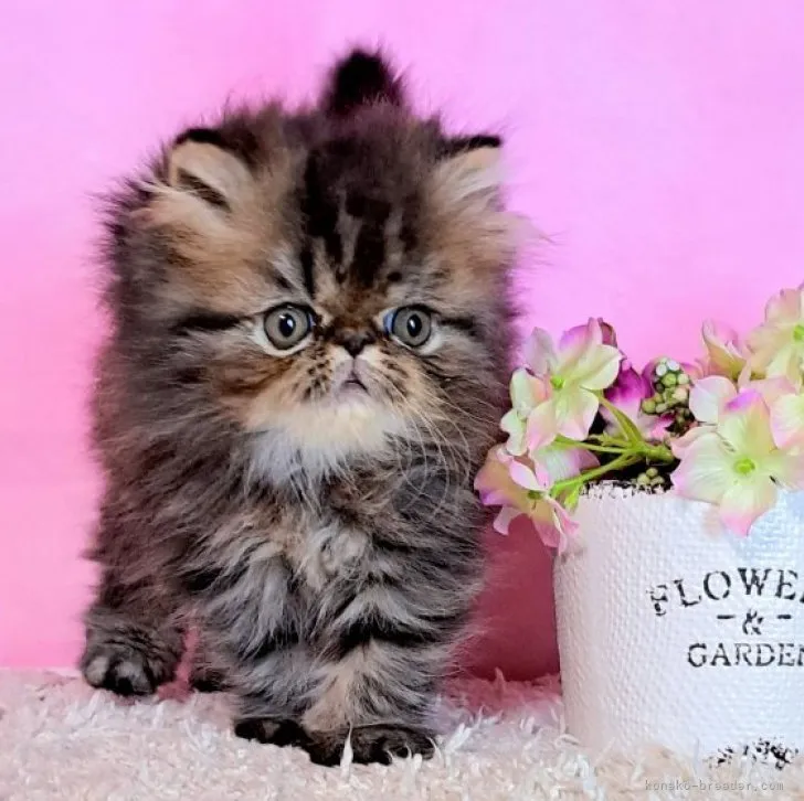 ID：2303-00927の子猫