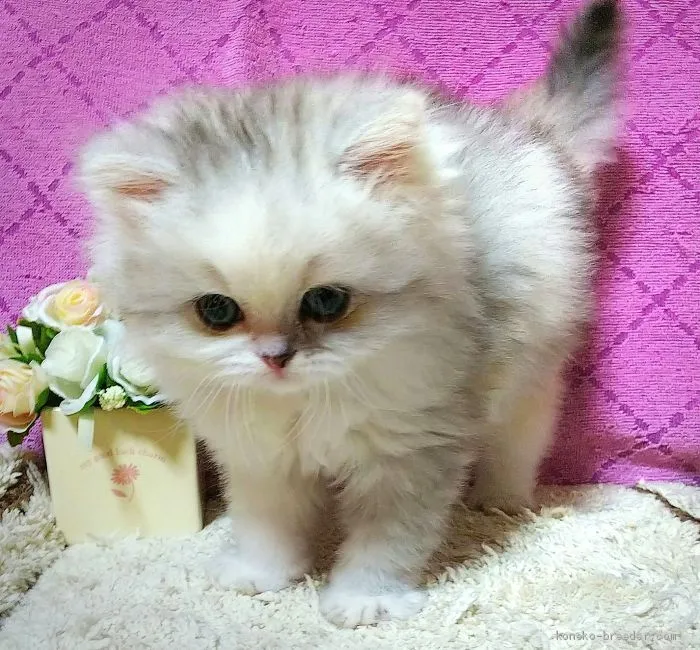 ID：2003-00886の子猫