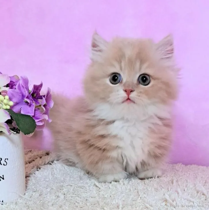 ID：2208-00575の子猫