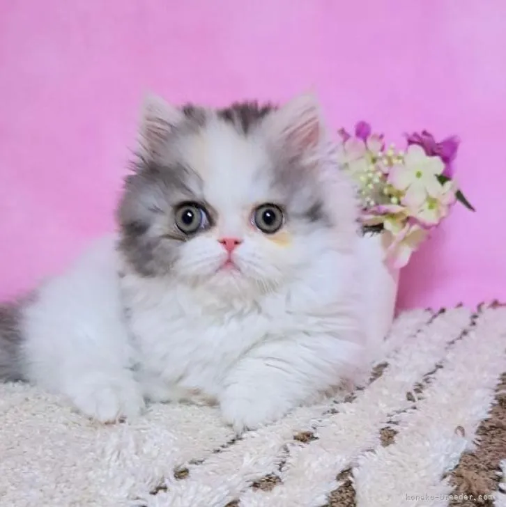 ID：2208-00571の子猫
