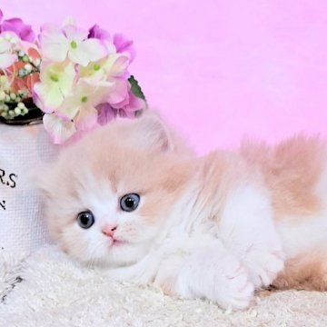 マンチカン(短足)【群馬県・男の子・2024年6月9日・クリームホワイト（ふわもこロング♪）】の写真「まん丸コロッ愛らしさ抜群💙高品質で極短足Boy♡」