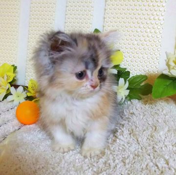 マンチカン(長足)【群馬県・女の子・2018年4月19日・キャリコ（ふわもこロング♪なお姫さま）】の写真「フワフワちゃん♪」