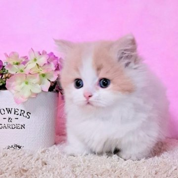 マンチカン(短足)【群馬県・女の子・2023年3月9日・クリーム&ホワイト（ふわもこロング♪）】の写真「人気の毛色🩷優しいふんわり系カラー♪」