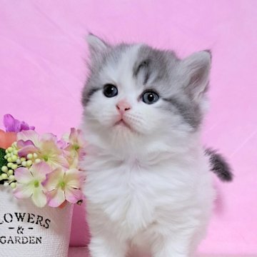 ミヌエット(長足)【群馬県・男の子・2024年6月28日・ブルータビー&ホワイト（ふわもこロング）】の写真「ホワイト多めの爽やかブルー💙」