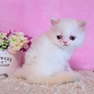 ミヌエット【群馬県・男の子・2023年5月1日・クリーム&ホワイトバン（ふわもこセミロング♪）】の写真「品格のある美しい毛色🩷レアカラー」