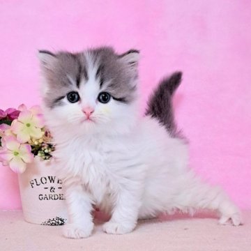 ミヌエット(長足)【群馬県・男の子・2023年9月19日・ブルータビー&ホワイトバン（ふわもこロング♪）】の写真「綺麗なハチワレと毛色柄のバンタイプが素敵なボク💙」