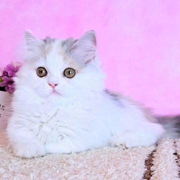 ミヌエット【群馬県・女の子・2023年7月23日・ダイリュートキャリコ（ふわもこセミロング～♪）】の写真「ふんわり優しい毛色🩷小さな極短足なつこい子」