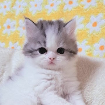 ミヌエット【群馬県・男の子・2023年7月23日・シルバータビー&ホワイト（ふわもこロング♪）】の写真「ポワン系美Boy💙大きな瞳の可愛いボク♪まんまる」