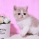 エキゾチックショートヘア【群馬県・男の子・2023年11月9日・クリーム&ホワイト】の写真1「12/19撮影　ハチワレBoy💙」