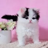 ミヌエット(長足)【群馬県・男の子・2023年5月1日・ブラック&ホワイト】の写真1「6/11撮影　ムチコロ💙なボク」