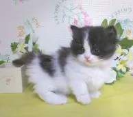 マンチカン(短足)【群馬県・男の子・2018年11月13日・ブラック&ホワイト】の写真1「12/23撮影 可愛い過ぎます(^o^)♪」