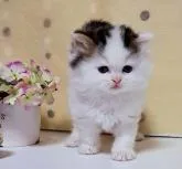 ミヌエット(長足)【群馬県・男の子・2022年11月1日・ブラウンタビー&ホワイトバン】の写真2「12/16撮影　人懐こくてゴロゴロします💞」