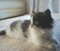 マンチカン(短足)【群馬県・男の子・2018年11月13日・ブラック&ホワイト】の写真2「2/8撮影 キレイなハチワレ顔♪」