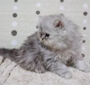 ミヌエット【群馬県・男の子・2020年10月11日・シェーデッドシルバー】の写真3「12/11撮影　僕まんまる。美しい毛色です♪」