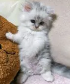 ミヌエット【群馬県・女の子・2019年8月18日・シルバーパッチドタビー】の写真3「10/5 撮影 タッチした瞬間♪」