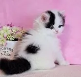 ミヌエット(長足)【群馬県・男の子・2023年5月1日・ブラック&ホワイト】の写真3「6/11撮影　後ろ姿も可愛い💙」