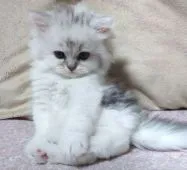 ミヌエット【群馬県・女の子・2019年8月18日・シルバーパッチドタビー】の写真4「10/5 撮影 ふわもこぬいぐるみ笑」