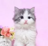 ミヌエット(長足)【群馬県・男の子・2024年10月19日・ブルータビ-&ホワイト】の写真4「ピンク色のお鼻が可愛いボクです💙」